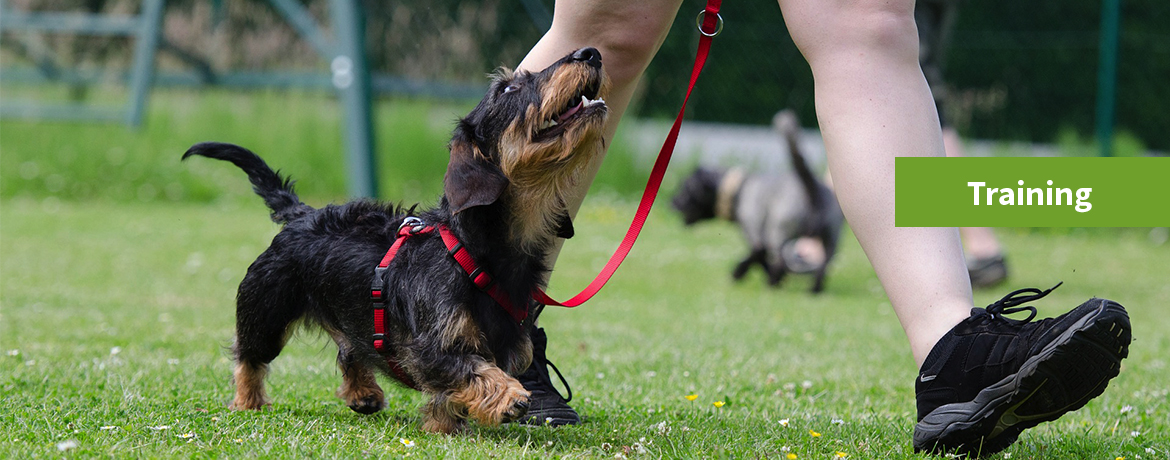 Critter Cafe Dog Obedience Training Naples, Marco Island FL